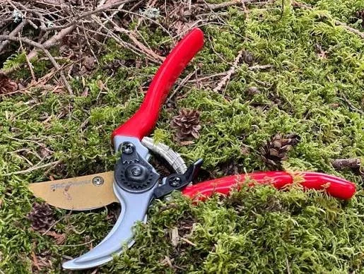 Top Tools for Late-Summer Pruning Jobs in Exeter