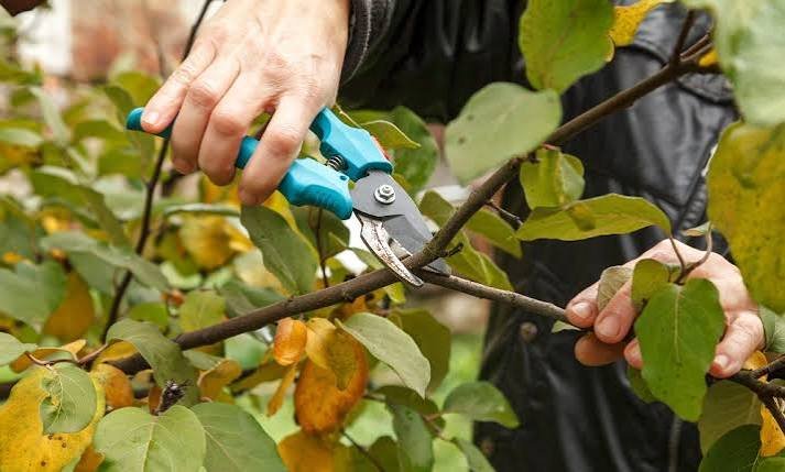 Pruning to Prevent Disease in the August Garden in Portsmouth