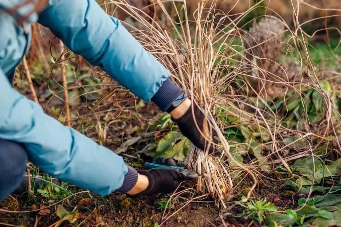 How to Prune Back Ornamental Grasses for Autumn