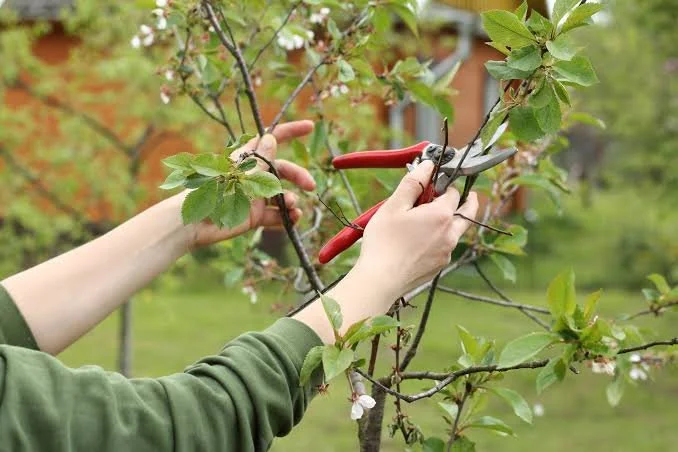Pruning Hydrangeas: Preparing for Next Year’s Blooms