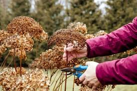 How to Shape Shrubs Before Dormancy Begins