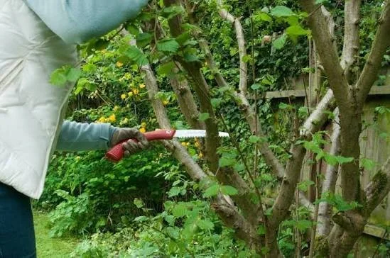 Pruning Safety Tips for Taller Shrubs and Small Trees