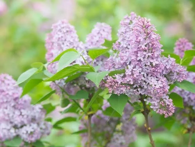 How to Refresh Overgrown Lilacs in Early Fall | Durham, NH