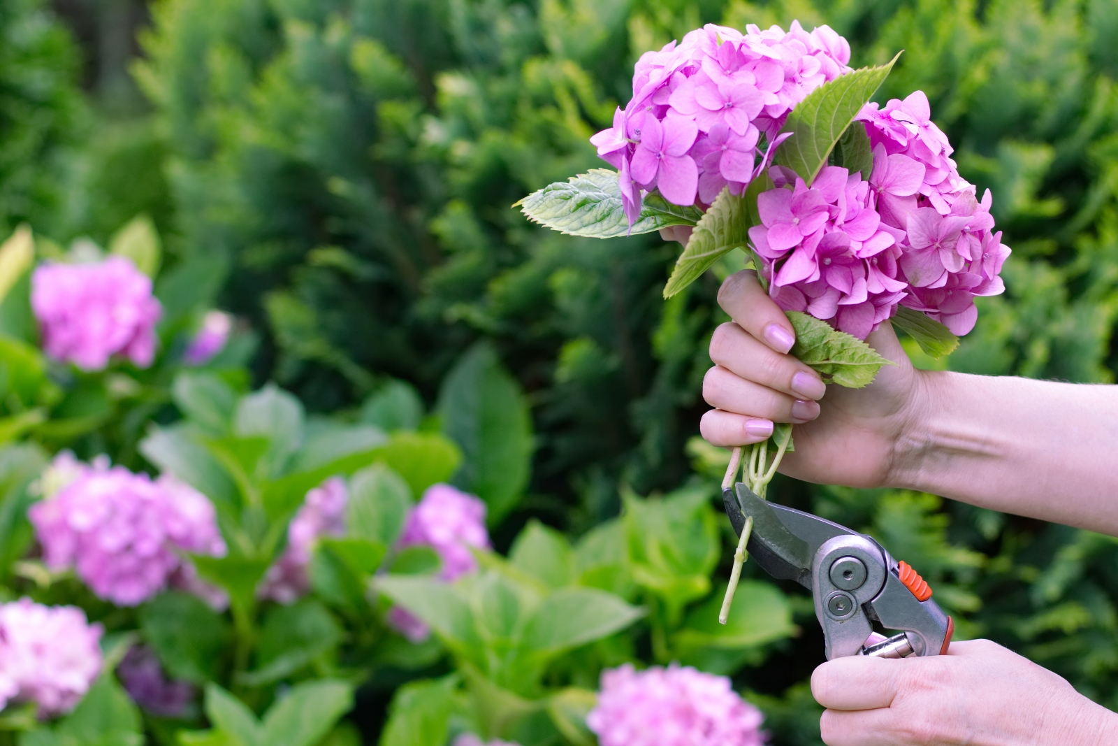 How to Prune Early-Spring Flowering Shrubs After Bloom