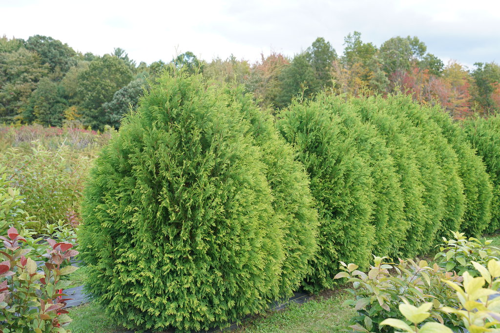 Arborvitae hedge used as a privacy wall