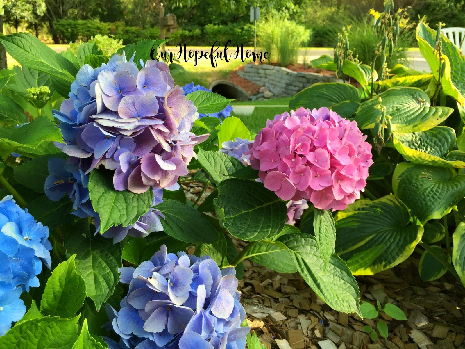 Old Wood Bloomers