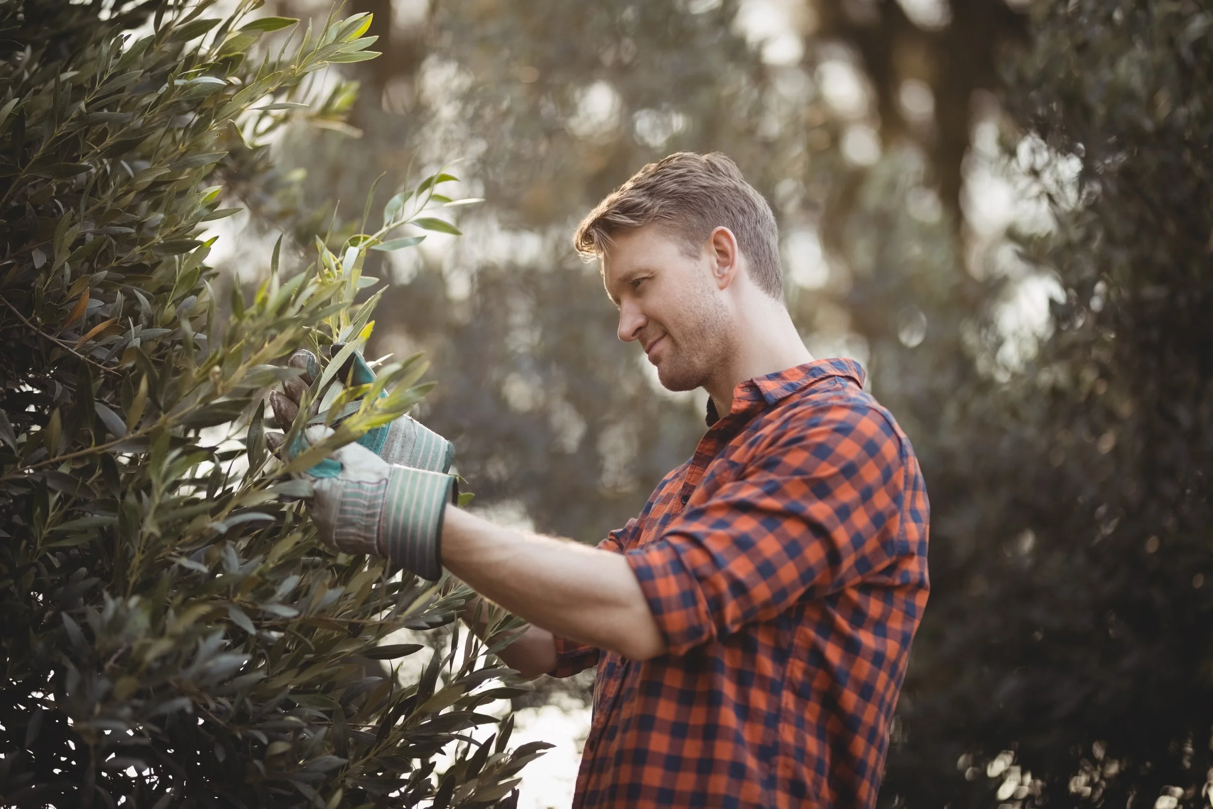 Gardener pruning a garden hedge