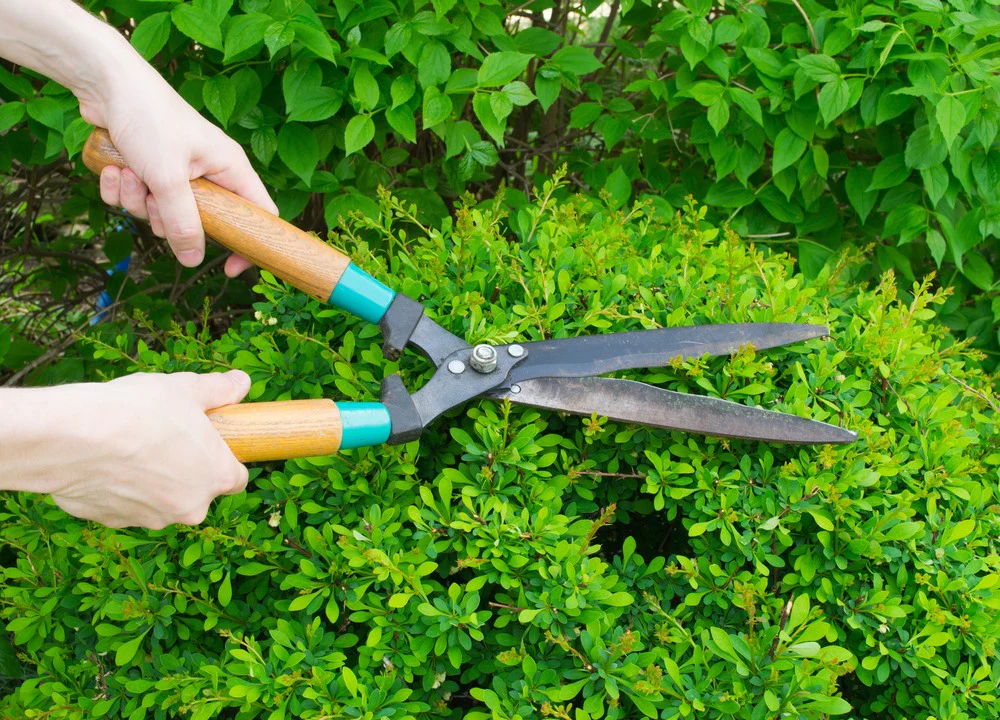 Light Shaping and Maintenance Pruning
