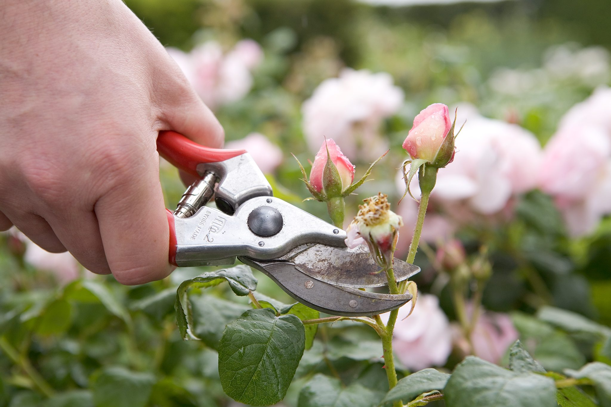 Deadheading: The First and Most Immediate Step