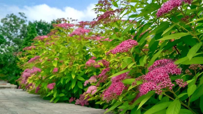 Spring flowering shrubs blooming in garden landscape