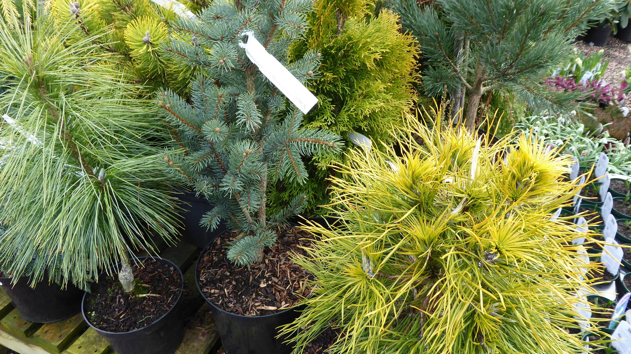 Different garden shrubs in nursery pots