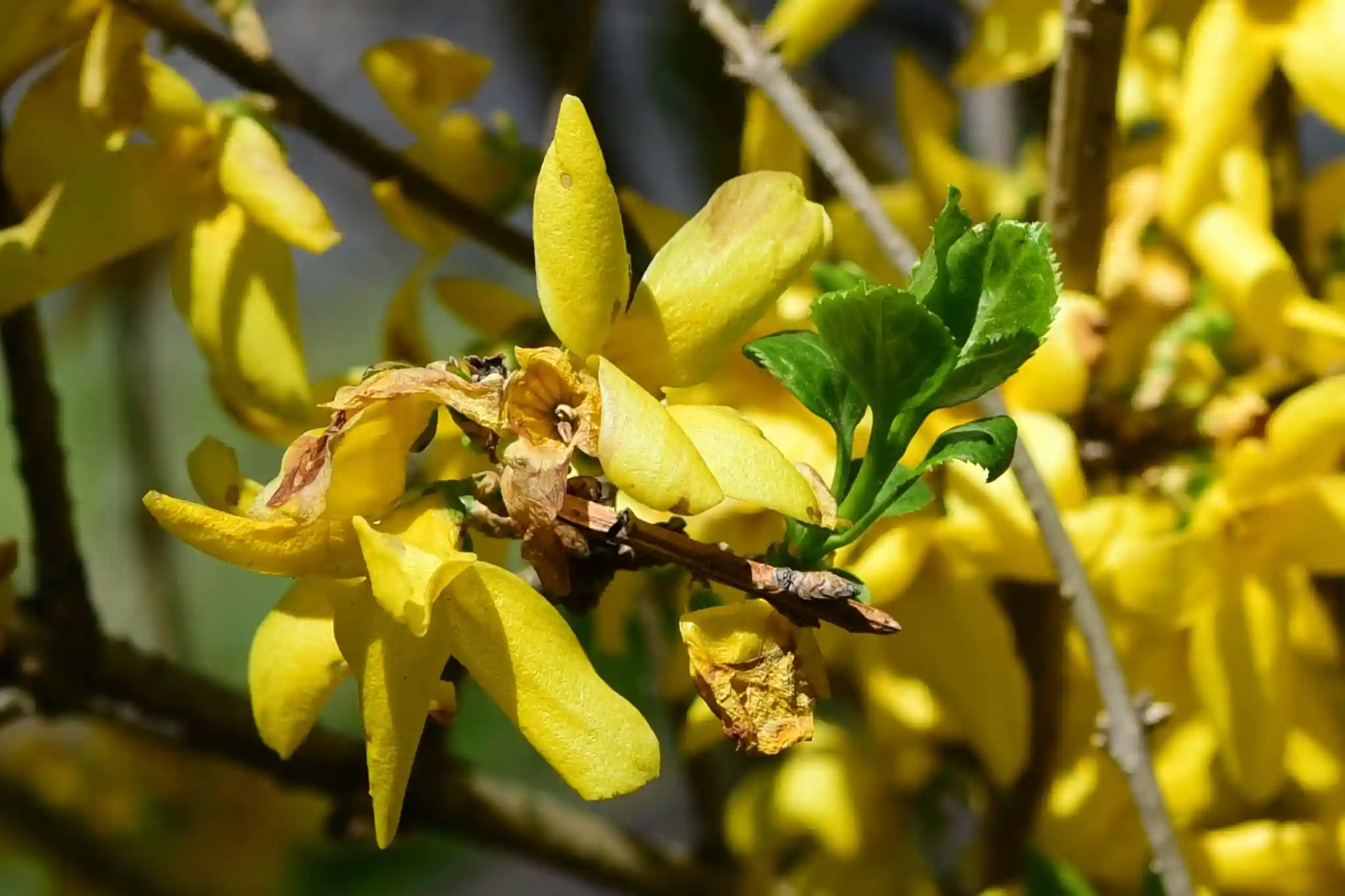 When to Prune Forsythia