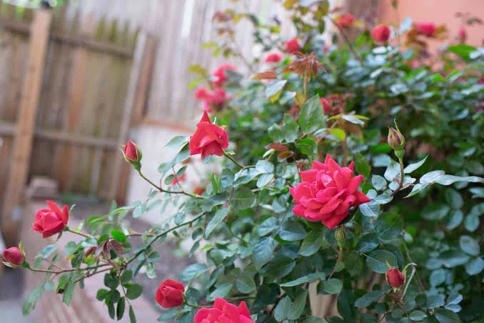 Knowing Your Rose Type