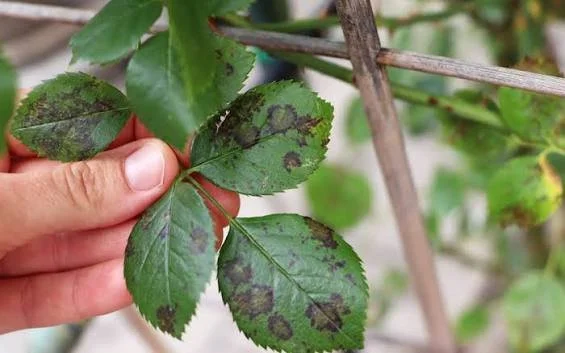 Black spot and powdery mildew