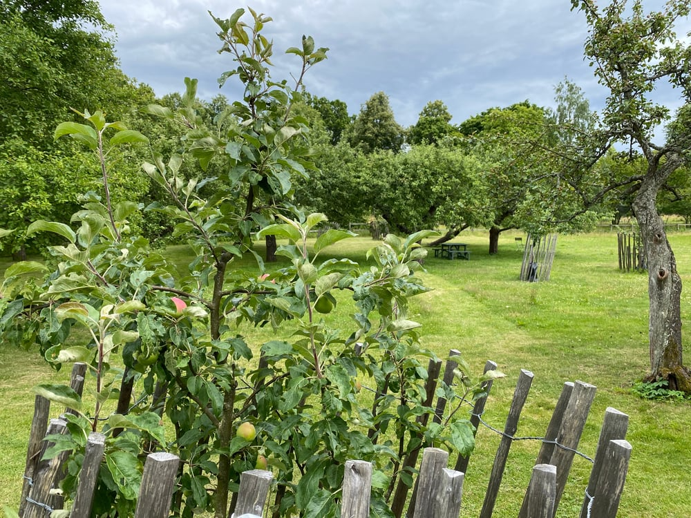 Fruit trees growing in a residential orchard garden