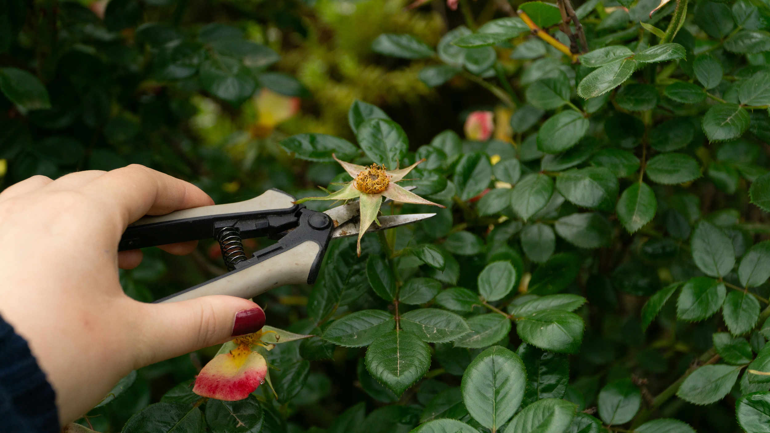 Light pruning of a rose shrub with hand pruners