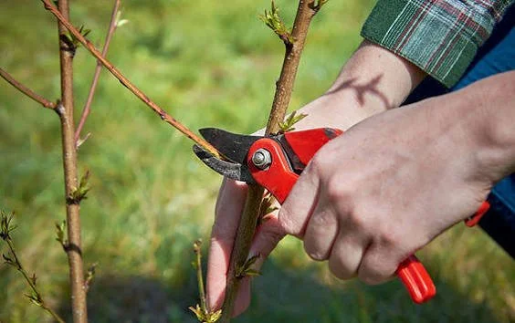 How to Revive Ornamental Trees With Midseason Pruning in Stratham