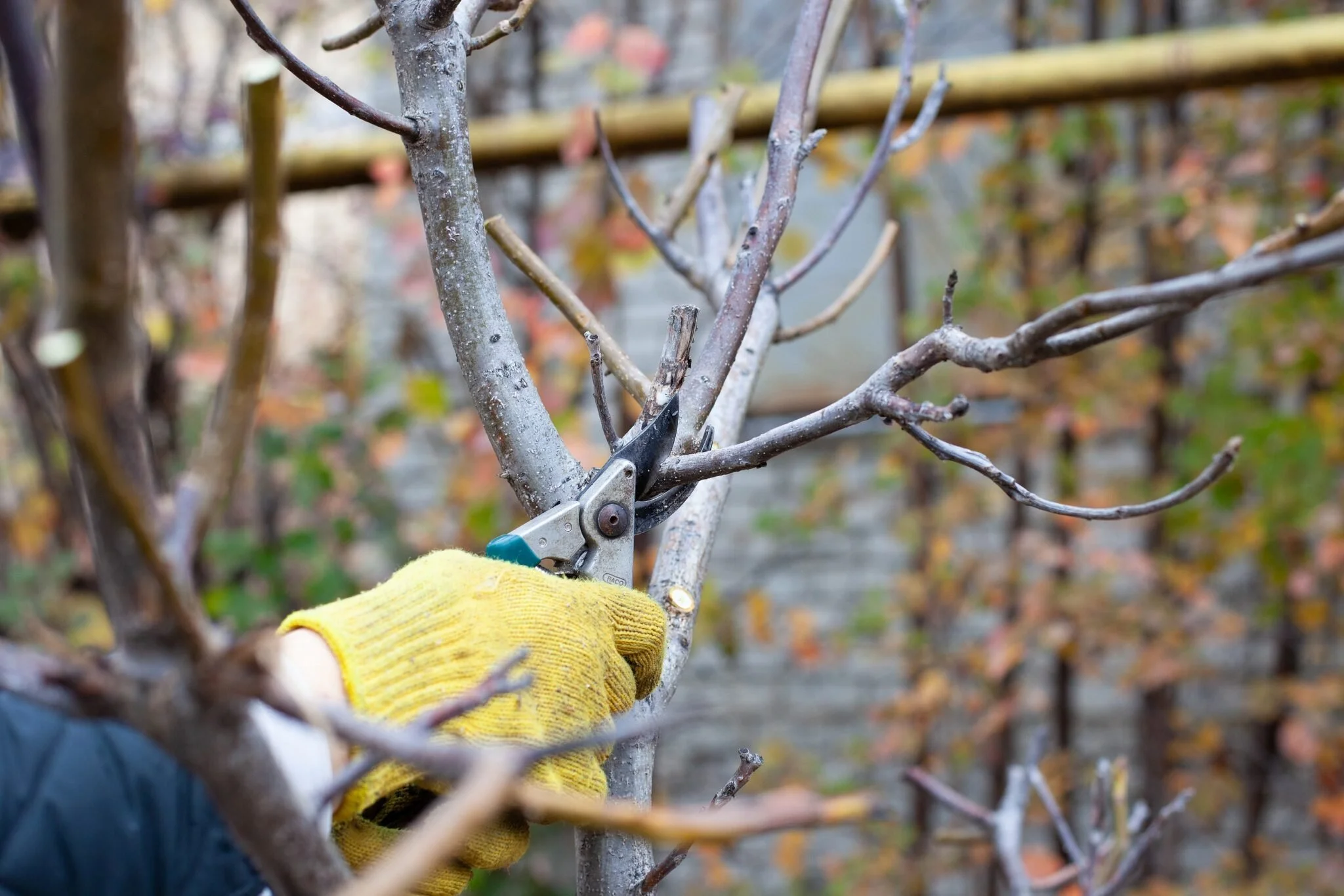 Pruning tree branches during fall season