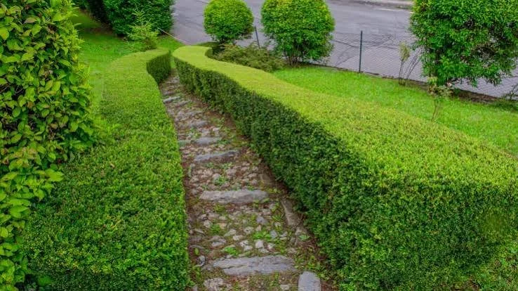 Reading Your Hedge Before You Cut