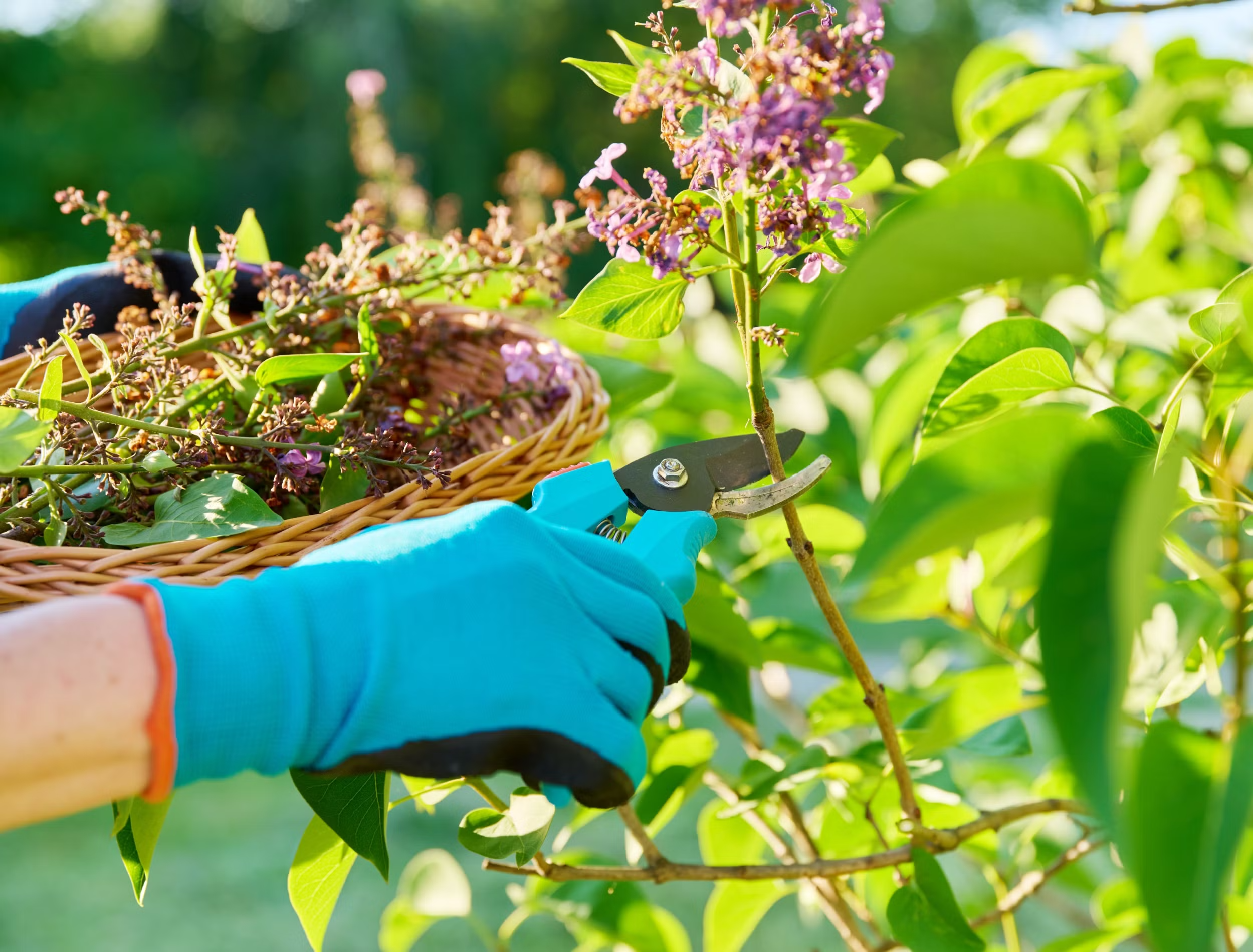 Gardener pruning lilac shrub with pruning shears
