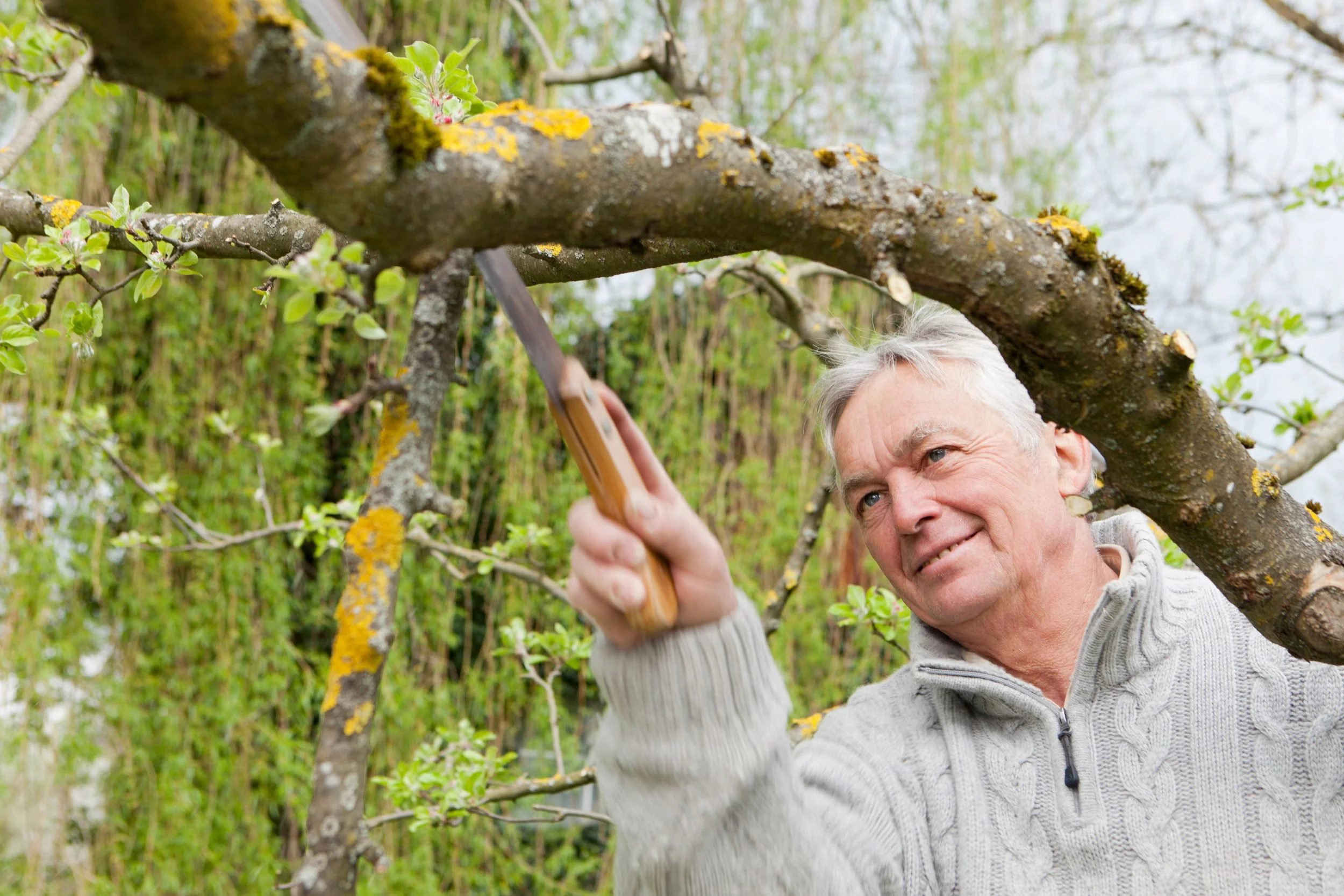Gardener pruning a tree branch with hand saw