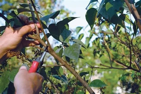 Pruning lilac shrub branches with hand pruners