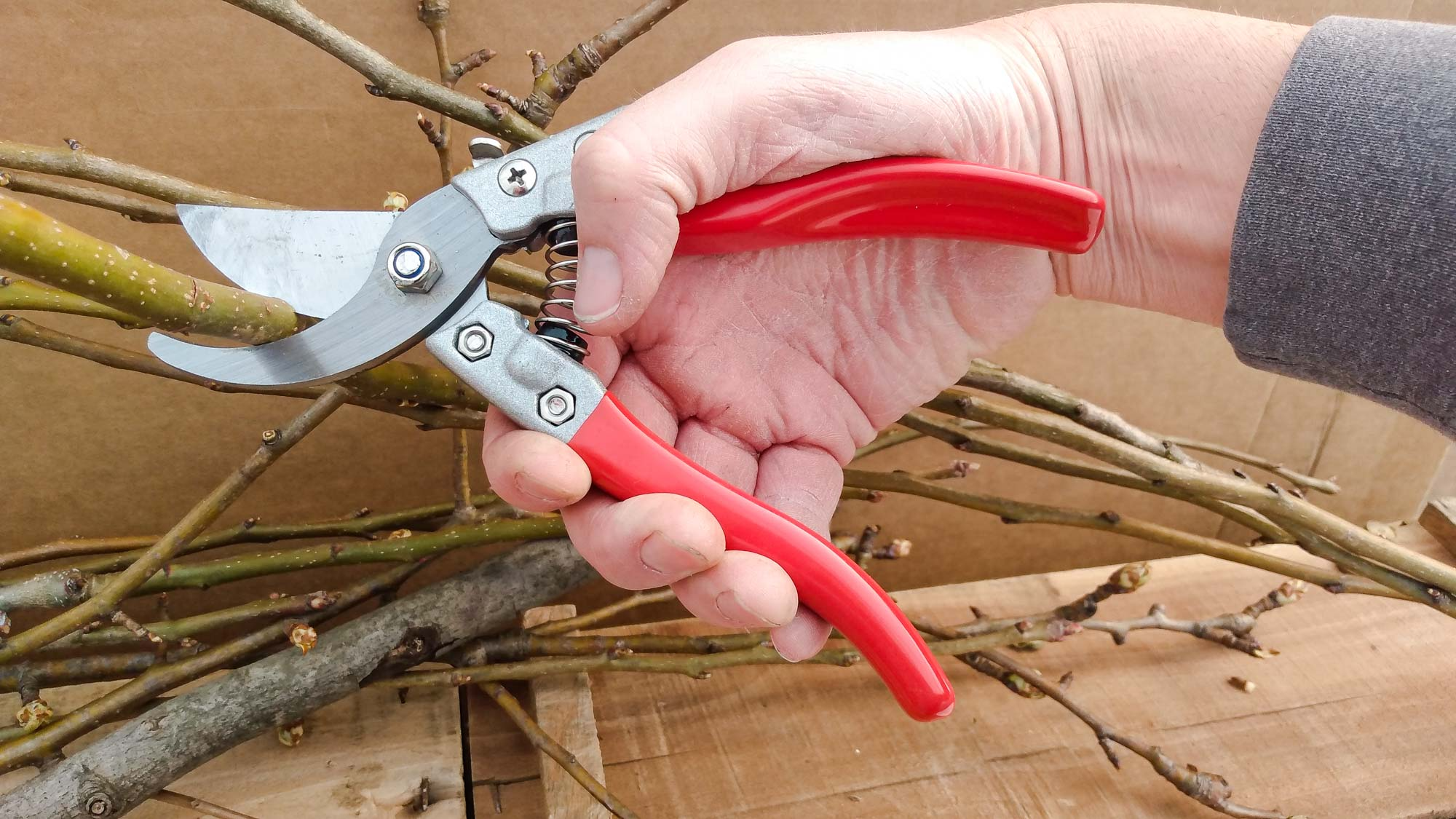 Hand pruners cutting small tree branches