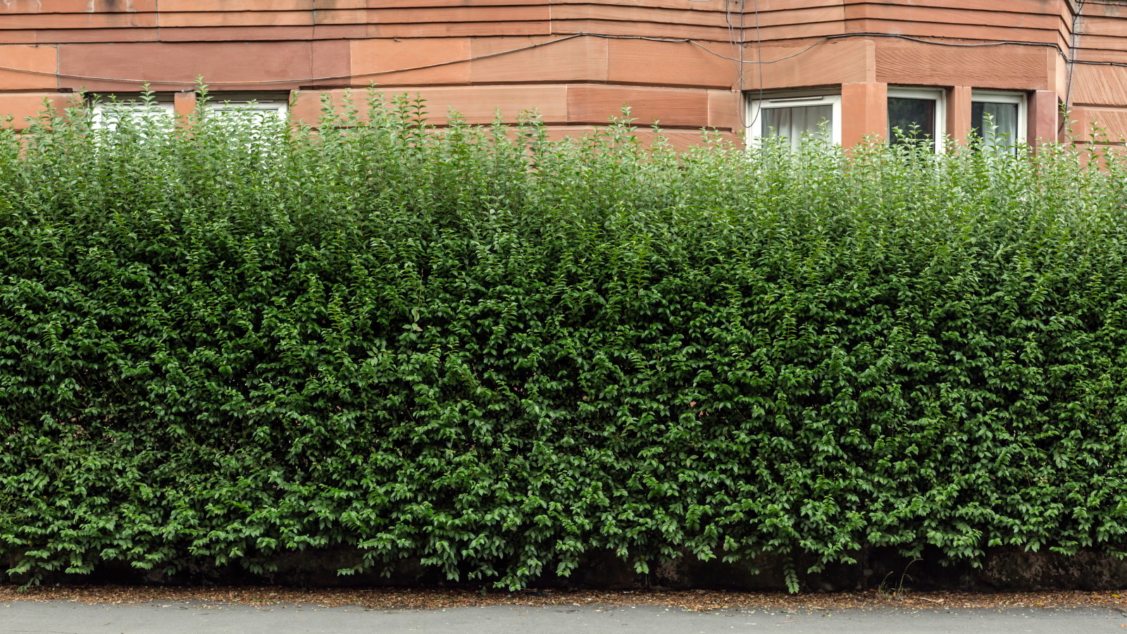 Dense overgrown hedge along residential garden boundary