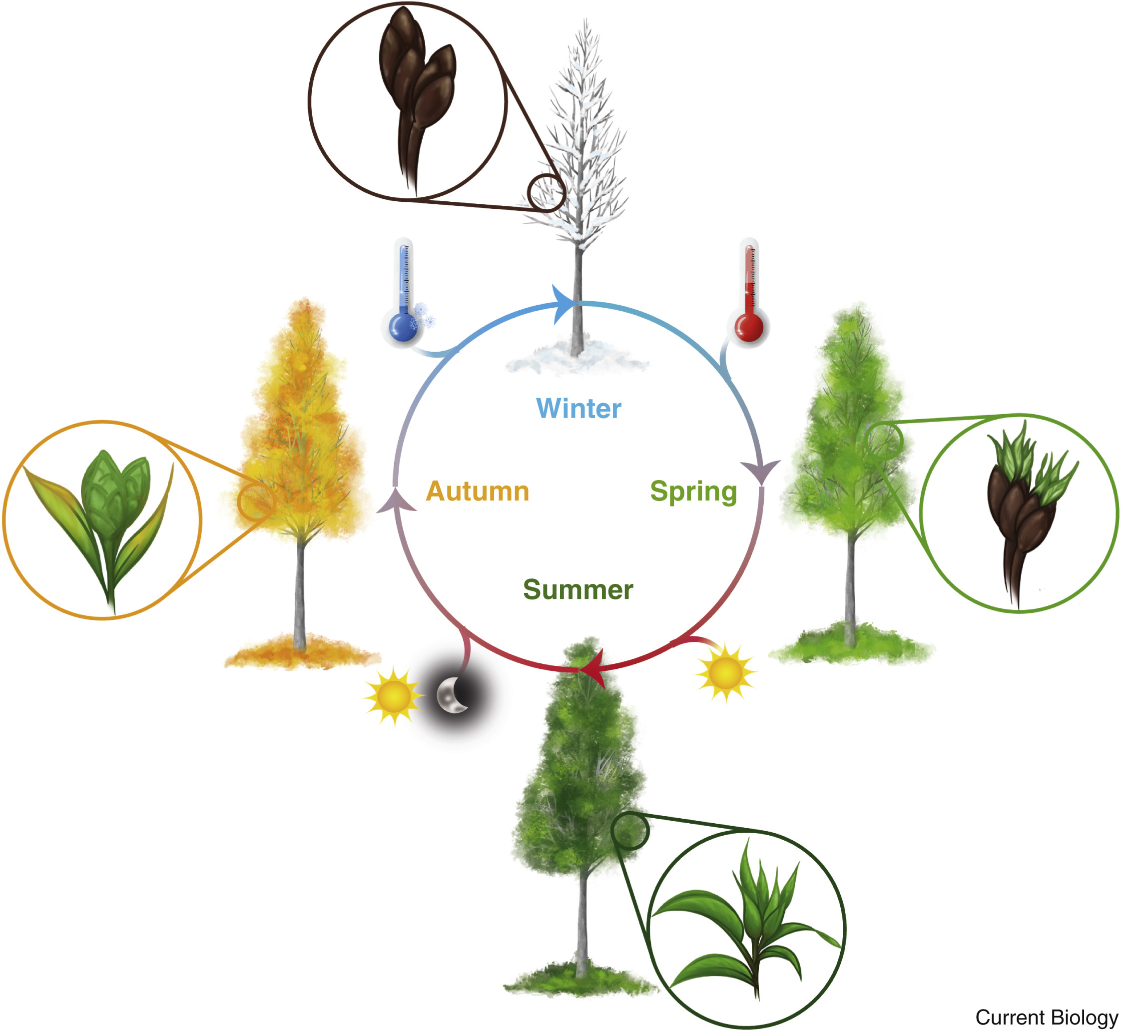 Plant dormancy cycle showing seasonal tree growth stages