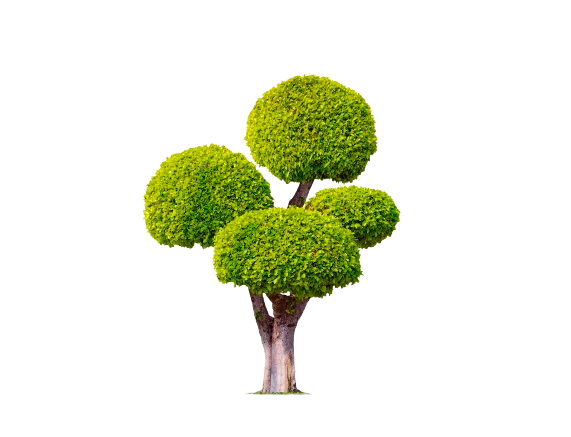 Ornamental tree pruning matters