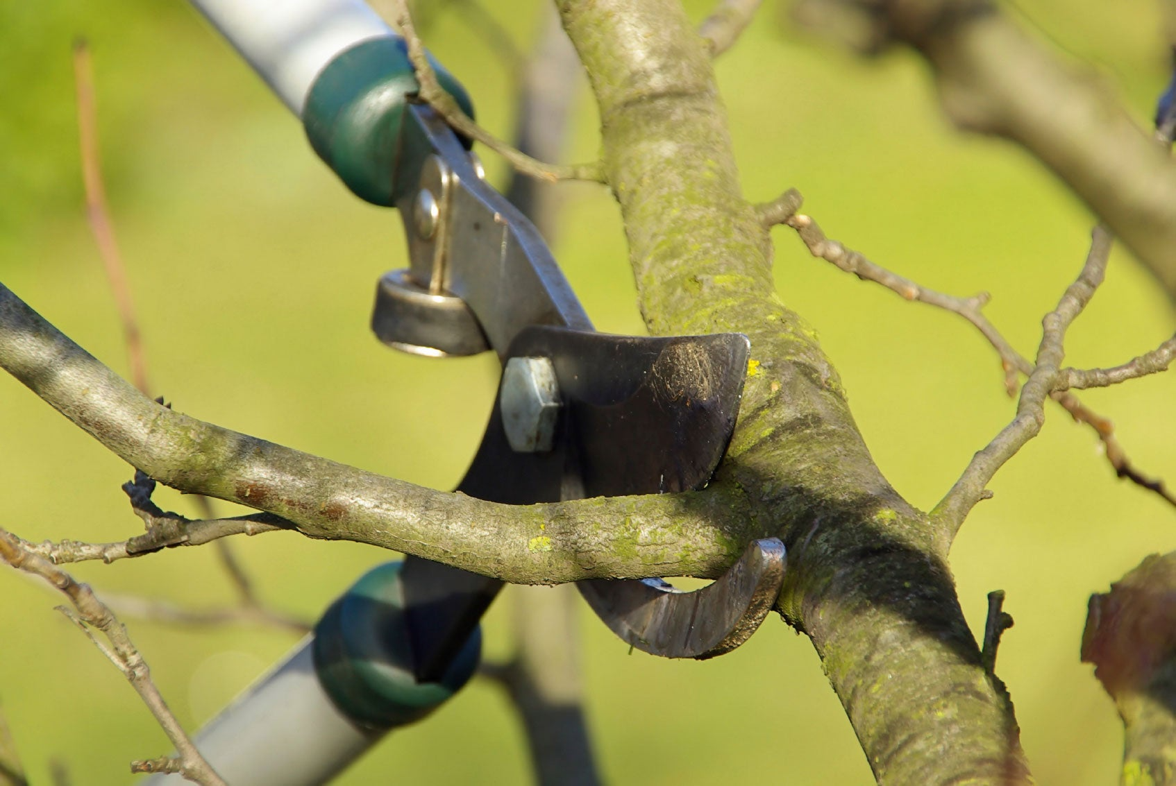 Pruning shears making a thinning cut on a tree branch