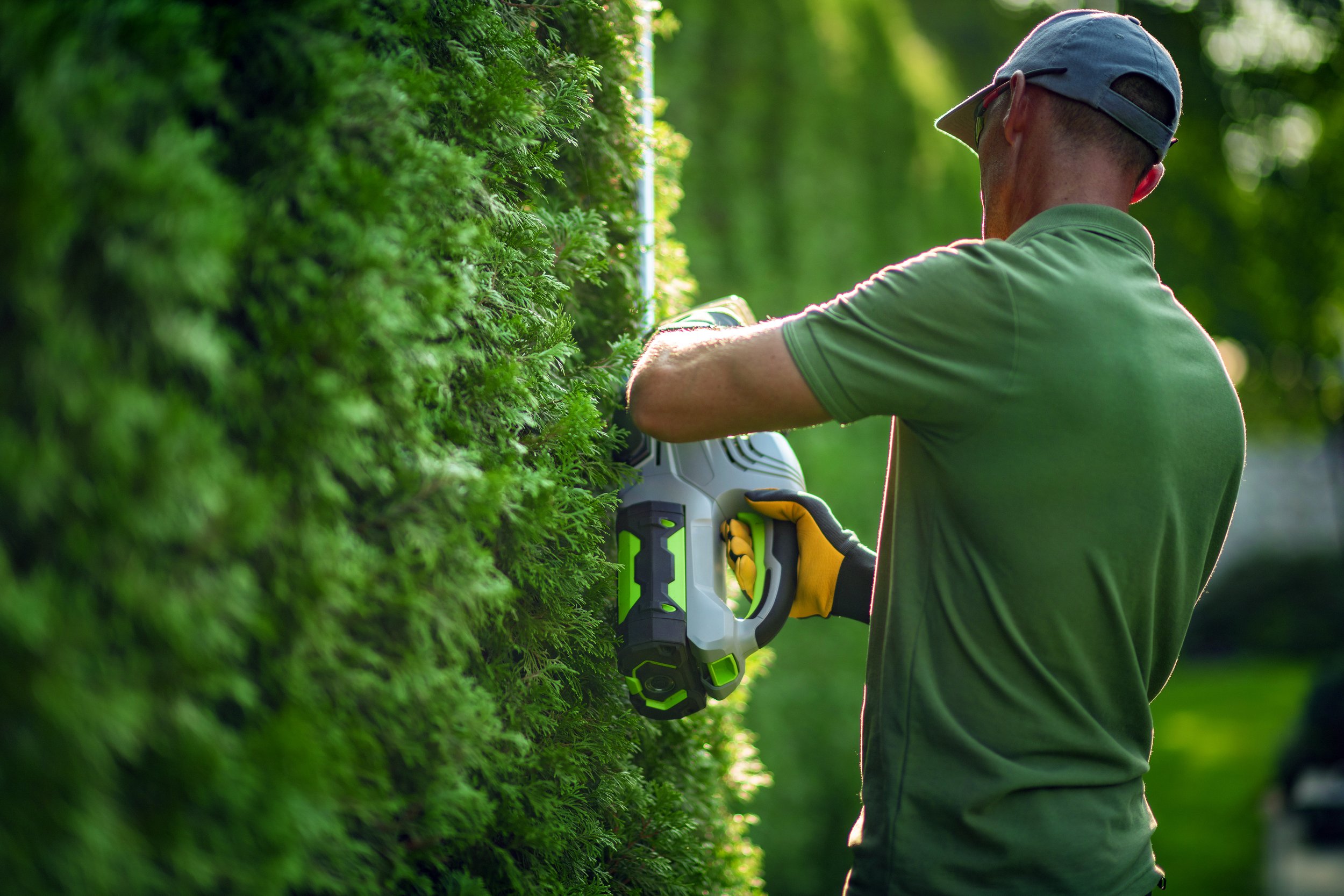 Gardener trimming hedge with electric hedge trimmer