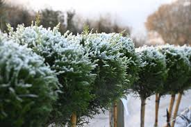End-of-Season Hedge Maintenance: Keeping Privacy Through Winter