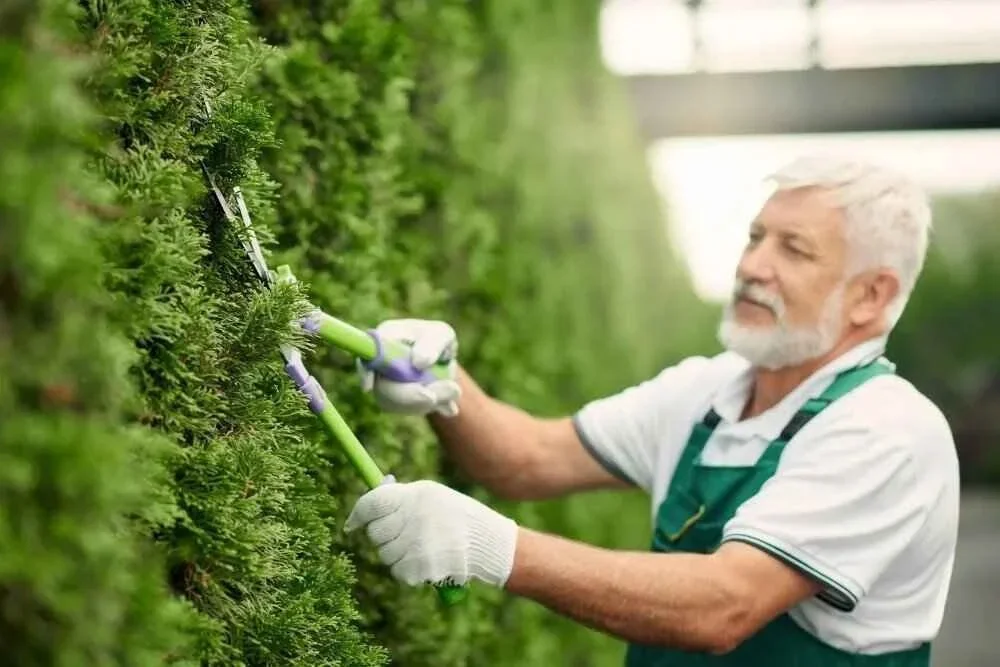 old age man trimming hedges