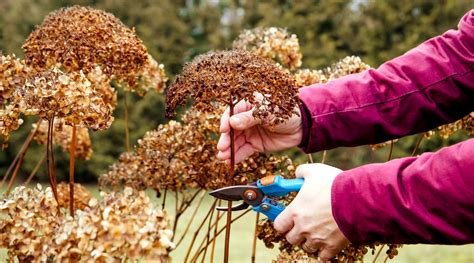 Gardener pruning dried hydrangea flowers