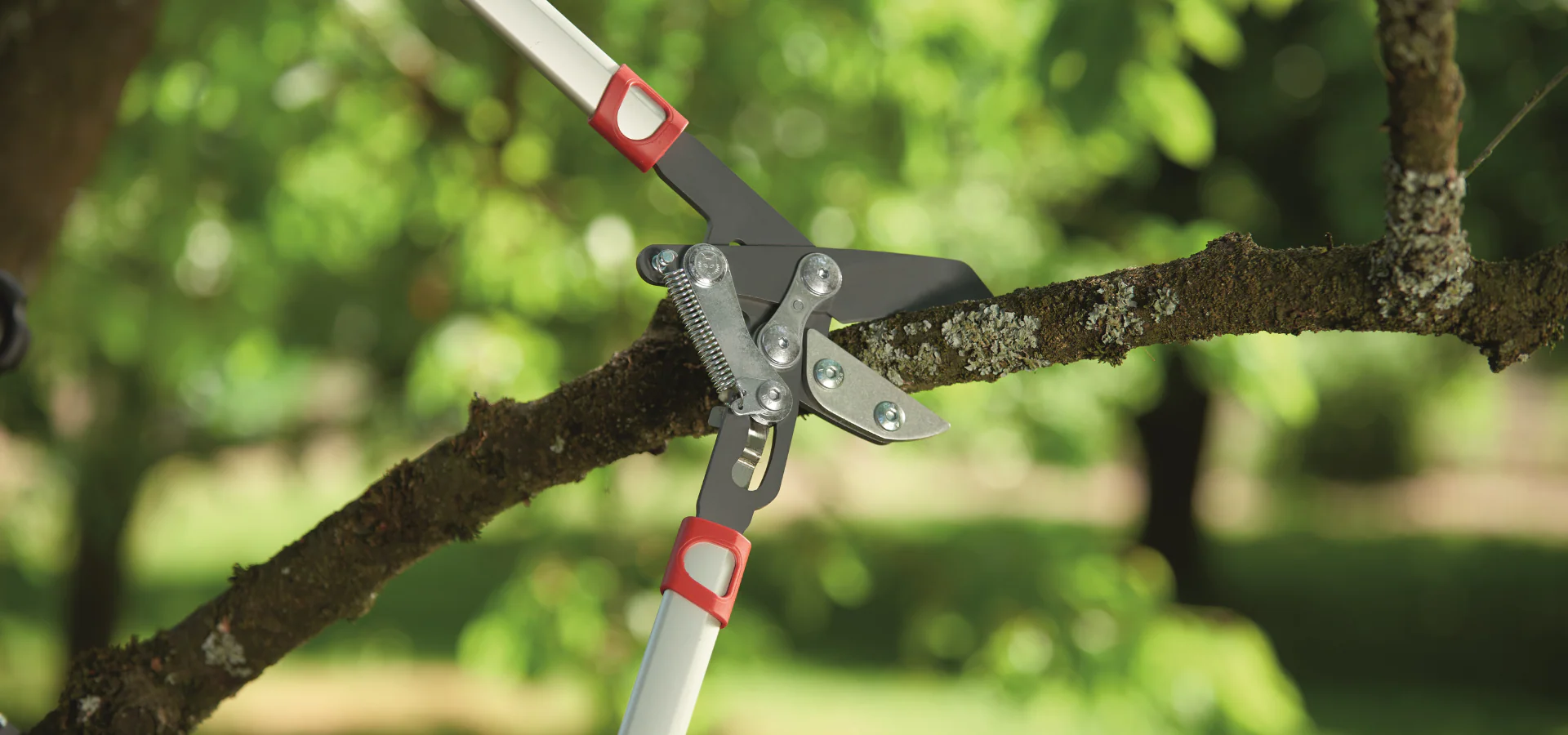Garden loppers cutting thick tree branch