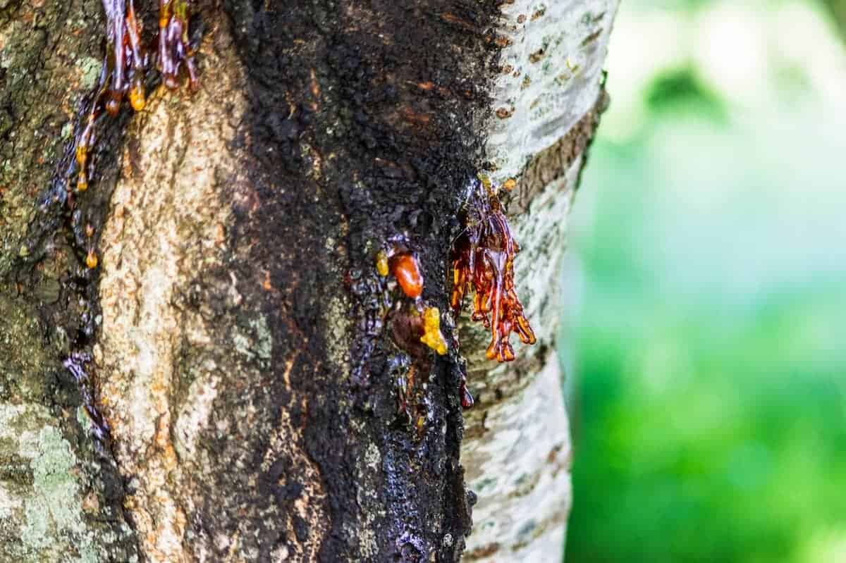 How to Identify It on Your Seacoast Spruce
