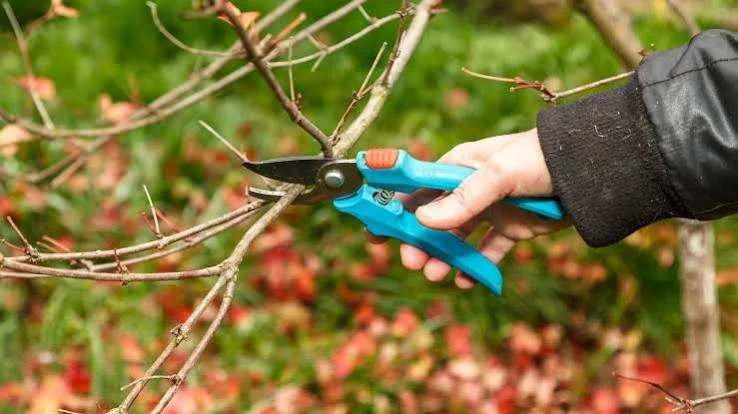 Why Fall Pruning Deserves Extra Caution