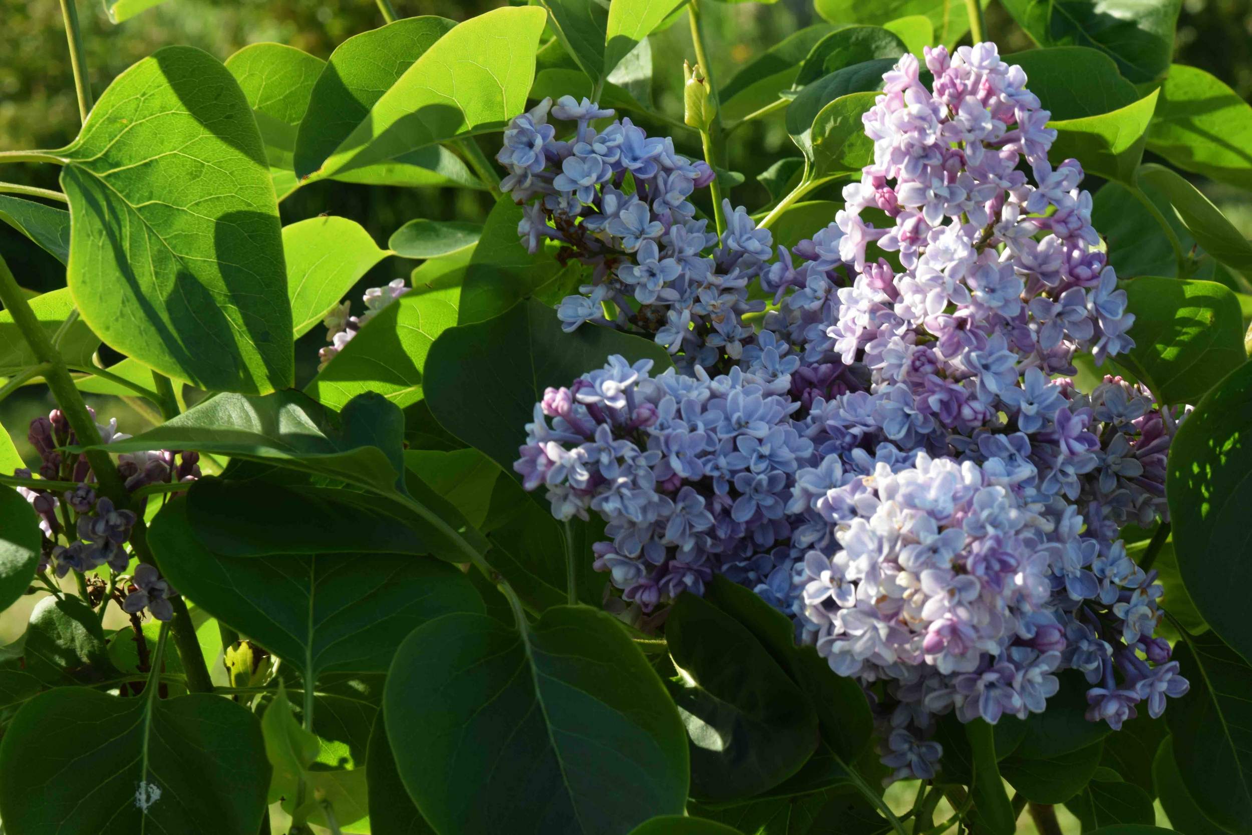 Lilac flowers blooming on shrub