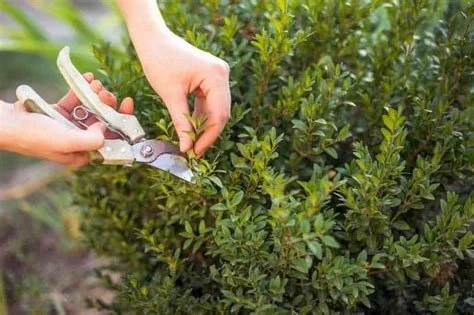 Pruning boxwood shrub with hand shears