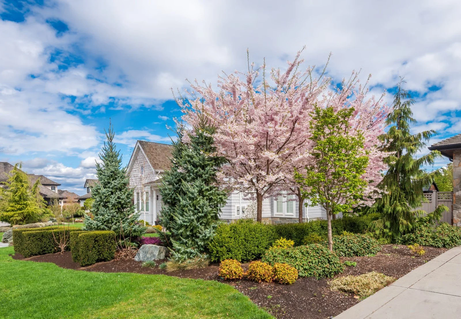 Ornamental trees in residential landscape garden