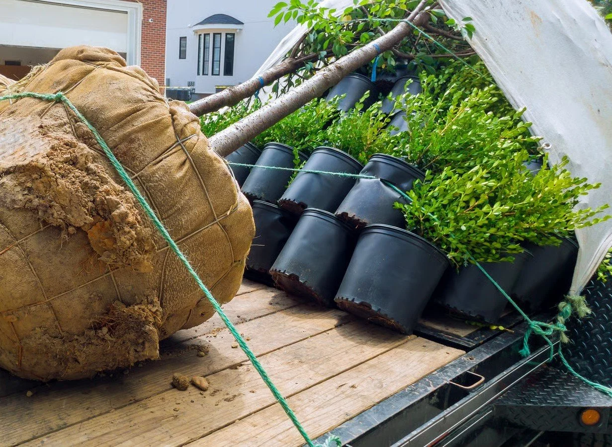 Hedge plants prepared for landscape installation