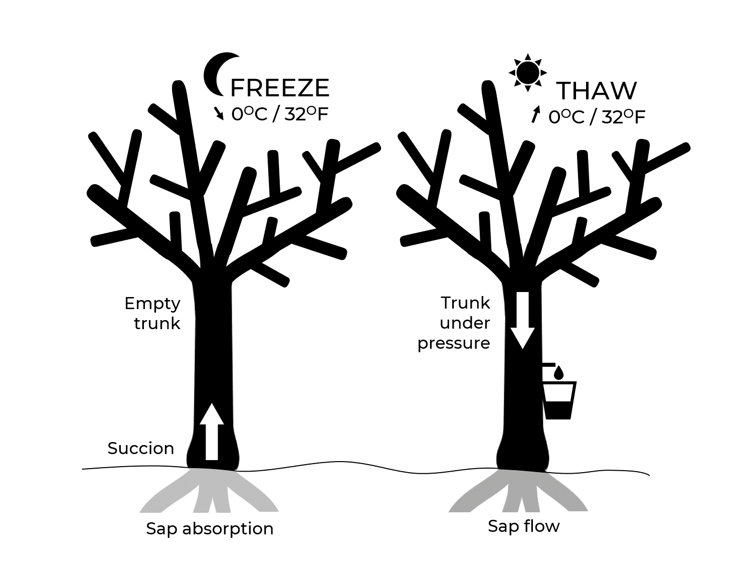 Tree sap flow diagram showing freeze and thaw cycle