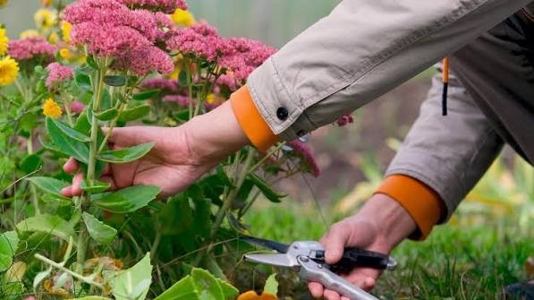 Deadheading Comes First