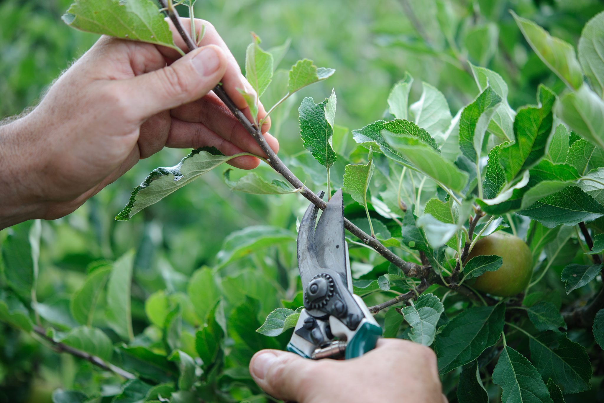 Why Post bloom Pruning Is Its Own Season