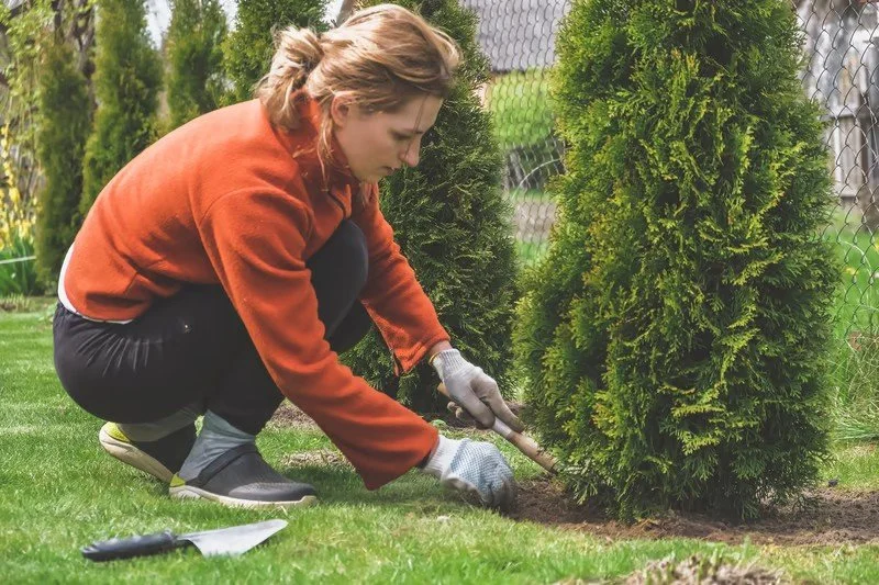 Gardener performing seasonal shrub care in garden