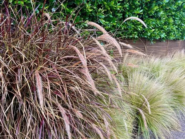 How to Prune Back Ornamental Grasses for Autumn