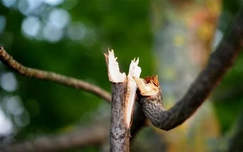 Broken tree branch showing winter damage