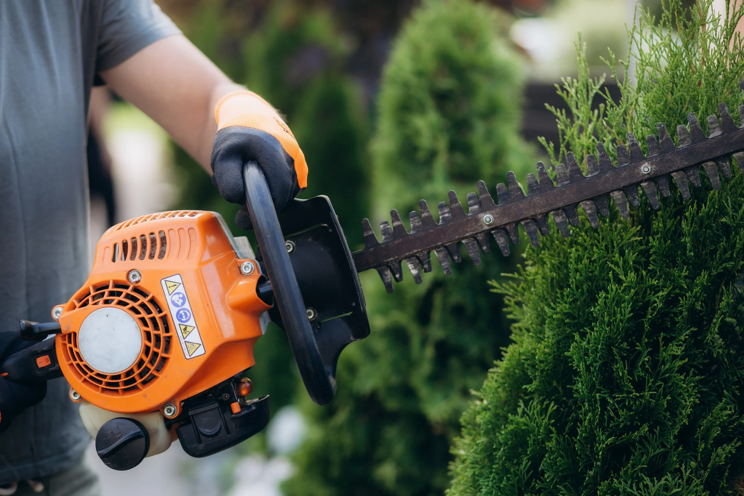 Hedge trimmer cutting a garden hedge