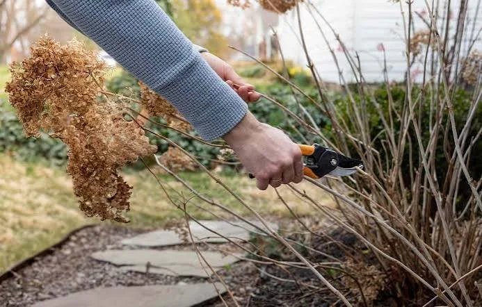 How to Shape Shrubs Before Dormancy Begins